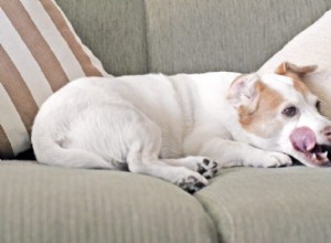 Understanding Why Dogs Lick Your Couch: Medical & Behavioral Insights