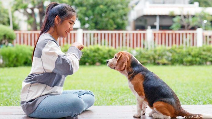 Le 5 regole d oro dell addestramento positivo del cane:una guida comprovata 
