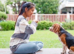 The 5 Golden Rules of Positive Dog Training: A Proven Guide
