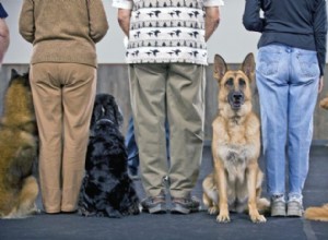 What Is the Cost of Professional Dog Training? A Comprehensive Guide