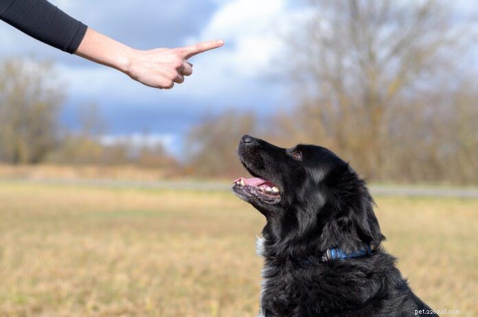 Fallet mot balanserad hundträning:Varför du bör välja beprövade metoder 