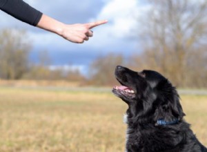 The Case Against Balanced Dog Training: Why You Should Choose Proven Methods