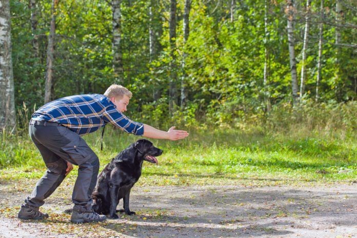 Bemästra hundens teckenspråk:Öka träningsframgången med handsignaler 