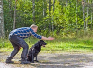 Mastering Dog Sign Language: Boost Training Success with Hand Signals