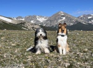 Teach Your Dog to Sit: Easy, Proven Steps for Better Obedience