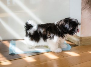 Train Your Dog to Use a Pee Pad: Easy Steps for Reliable Indoor Potty Training