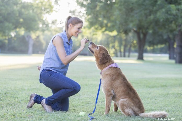 Maîtriser le dressage de chiens à renforcement positif :6 techniques éprouvées basées sur des friandises 