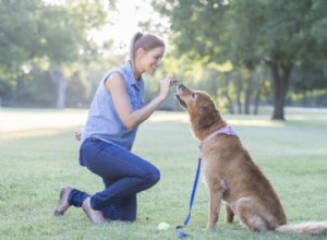 Master Positive Reinforcement Dog Training: 6 Proven Treat-Based Techniques