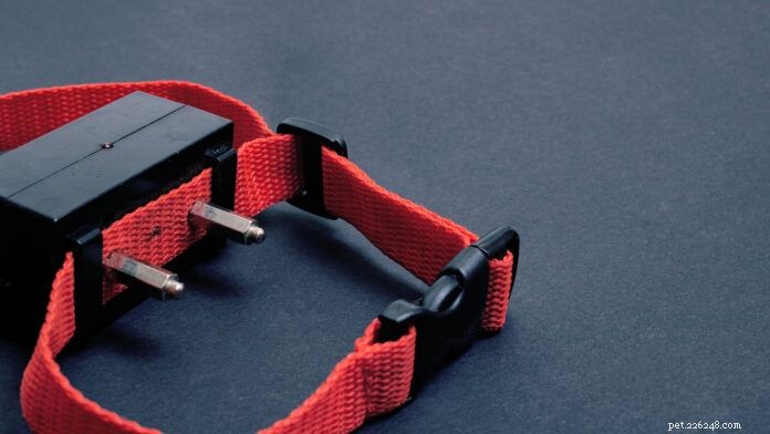 Les risques du dressage de chiens avec collier électronique :pourquoi ce n est pas recommandé 