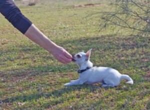 Master the ‘Lie Down’ Command: Proven Steps for Any Dog