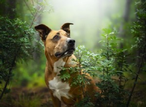 Effective Ways to Treat Bug Bites on Dogs