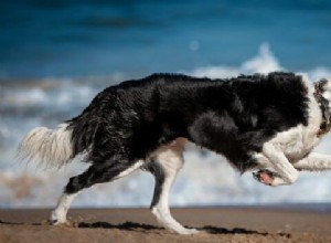 Assessing Your Dog’s Body Condition Score for Optimal Health