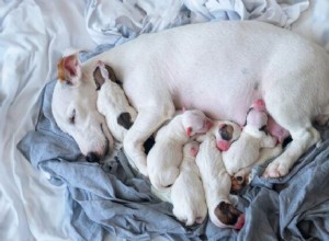 Understanding Congenital Liver Shunts in Dogs