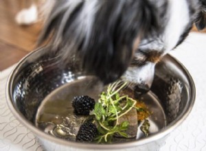 Turmeric for Dogs: Benefits, Dosage, and Safety Guide