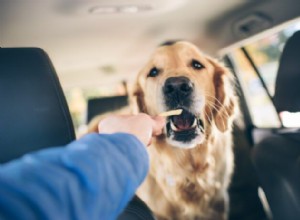 Can Dogs Safely Consume Salt? Expert Guide to Sodium Levels and Health