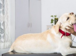 Understanding and Treating Swollen Cheek Glands in Dogs
