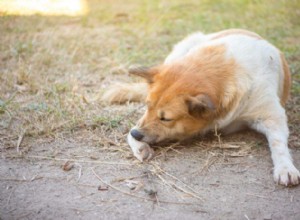 Top Allergy-Relief Supplements for Dogs: Proven Ingredients & Expert Tips