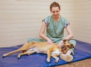 Understanding Dog Tremors & Muscle Spasms: Causes, Signs & How to Support Your Pet