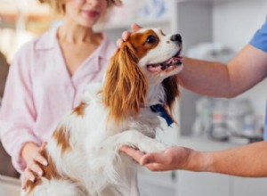 Dog Paw Pad Anatomy: Essential Insights for Pet Owners