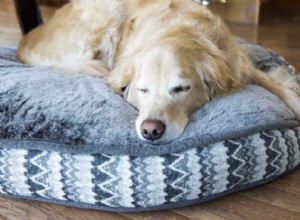 Professional Guide to Cleaning Dog Beds
