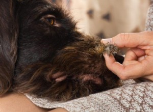 Safely Remove Burrs from Your Dog’s Coat: A Step-by-Step Guide