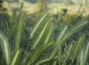 Foxtail Poisoning in Dogs: What Owners Need to Know