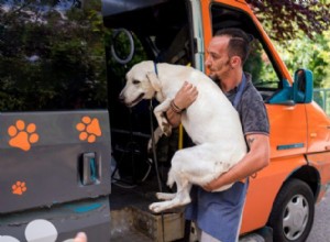 Safe and Gentle Techniques for Lifting and Carrying Your Dog