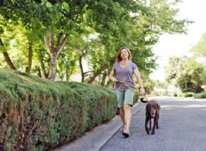 Is the Pavement Too Hot to Walk Your Dog? A Quick Safety Guide