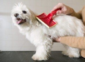 Remove Dog Mats Safely: A Professional Grooming Guide
