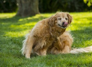 Detect Fleas Early: A Proven Guide to Protect Your Dog