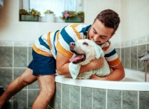 Choosing the Ideal Medicated Shampoo for Your Dog: A Practical Guide