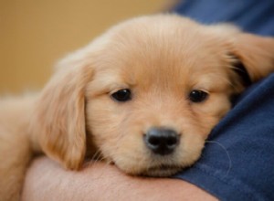 Choosing Safe Flea Treatment for Your Puppy: A Comprehensive Guide