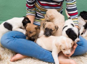 Why Mixed‑Breed Dogs Make the Perfect Companion