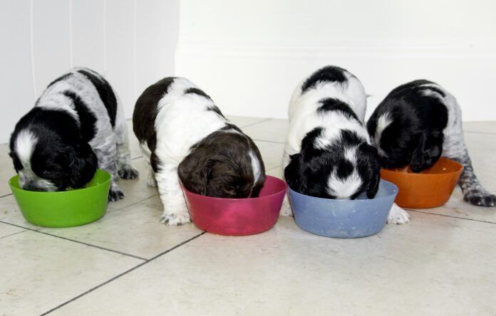 子犬を固形食に移行する時期:健康的な成長へのガイド 