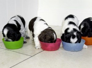 When to Transition Your Puppy to Solid Food: A Guide to Healthy Growth