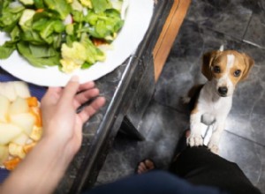 Stop Your Puppy from Ruining Family Dinners: Proven Tips