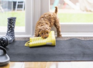 Essential Guide to Puppy Proofing Your Home Safely
