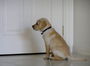 Step‑by‑Step Guide to House‑Training Your Puppy for Success