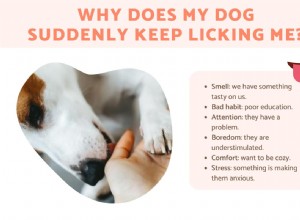 Sudden Excessive Licking? Understand Your Dog’s Urgent Needs