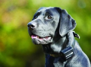 Training & Communicating with a Deaf Dog: Expert Strategies for Success