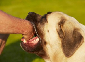 My Dog Bit Me: Causes, Symptoms, and How to Protect Yourself