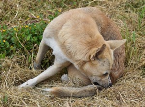 Canine OCD: Understanding Causes, Symptoms & Effective Treatments