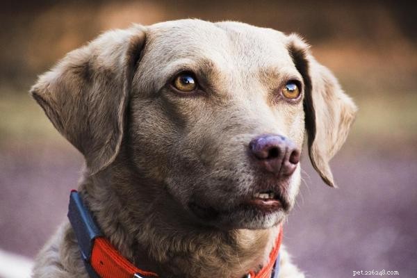 TOC canin :comprendre les causes, les symptômes et les traitements efficaces 