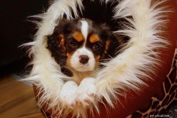 TOC canin :comprendre les causes, les symptômes et les traitements efficaces 