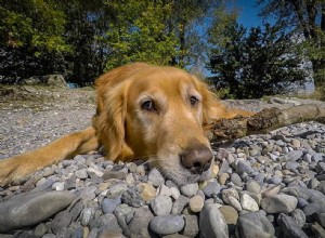 Why Does My Dog Keep Stalking Stones? Understanding the Curious Stone-Obsessed Behavior