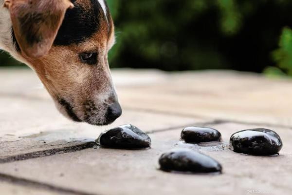 Pourquoi mon chien continue-t-il à traquer les pierres ? Comprendre le curieux comportement obsédé par la pierre 
