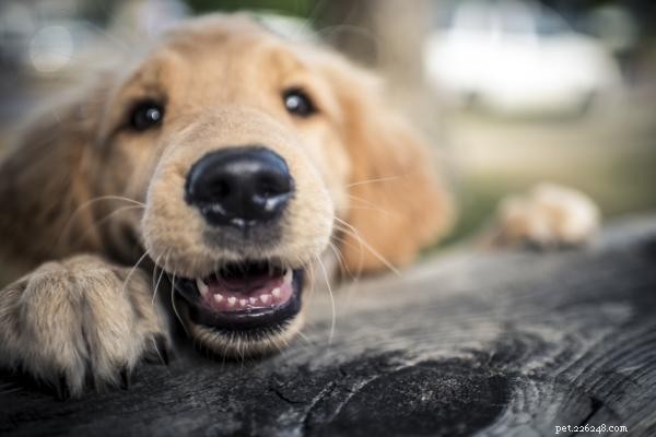 Pourquoi mon chien continue-t-il à traquer les pierres ? Comprendre le curieux comportement obsédé par la pierre 