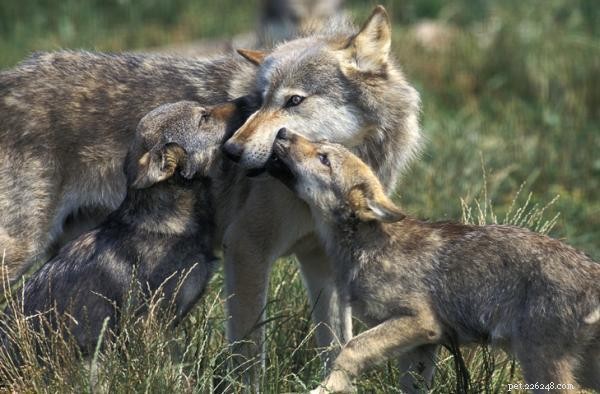 Ce que cela signifie lorsque votre chien vous lèche la main :informations et conseils 