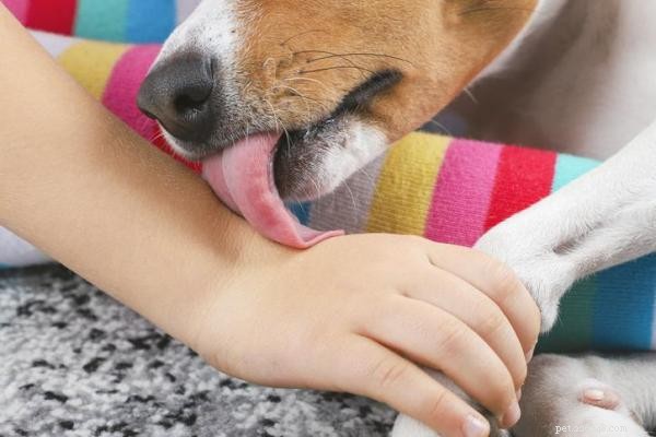 Ce que cela signifie lorsque votre chien vous lèche la main :informations et conseils 