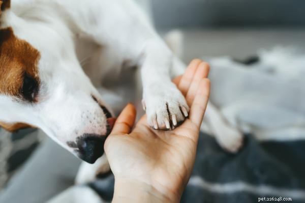 Ce que cela signifie lorsque votre chien vous lèche la main :informations et conseils 